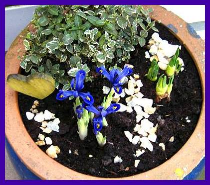 Frühling 002_1.jpg Frühling 002_1.jpg